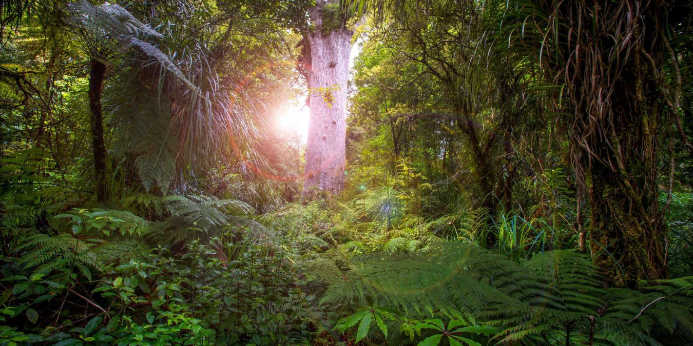 Visit Waipoua Forest in Hokianga - Manea Footprints of Kupe